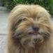 Baby Chewbacca (Pic)