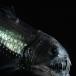 Weird Deep-Sea Creatures Found in Atlantic [PICS]
