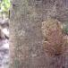 Now Thats Camouflage (Pic)