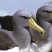 Truly Amazing Birds, Albatrosses. Facing Extinction?