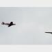 Camera Captures Mid-Air Collision (4 pics)