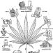 Why Marijuana cultivation should be made legal [Image]