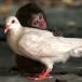 The Abandoned Monkey Who Has Found Love with a Pigeon (Pic)