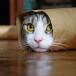 Lovely Cat (Picture)