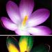 A Bees-Eye View: How Insects See Flowers Very Differently to Us [PICTURES]