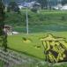 Rice Field Art in Japan. (PICS)