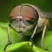 Insects of Our World: Up Close and Personal (PICS)