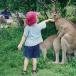 Is There Ever a Wrong Time to Feed a Kangaroo? //pic