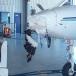 The Top Ten Reasons Airplanes and Animals Donâ€™t Mix [PIC]