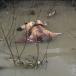 Killed Monks Dumped In Swamps (PIC) - BRUTAL