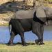 [PIC] Half wet elephant