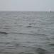 Deer caught 1.5 Miles OFFSHORE [pics]