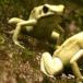 Top Ten Deadliest Animals On Earth [PICS]