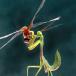 Exploring the Wonderful World of Mantises [w/ pics]