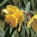Beautiful But Deadly â€“The Top Ten Poisonous Plants [PICS]