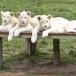 White Lion cuties line up for crown [pic]