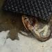 Prehistoric Fish Found Alive in a Russian Pond (PICS)