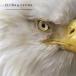 Bald eagle: an icon soars off the endangered species list [pics]