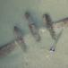 For 65 Years, This Fighter Jet Was Hidden Under the Beach Surface (PIC)