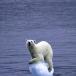 Global Warming Polar Bear [pic]