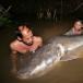 8-foot giant catfish caught in Cambodia (PIC)