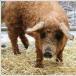 Weird Crossbreed Of Pig And Sheep [Pics]