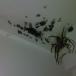 New Family of Spiders