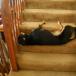 Dog fell asleep on the stairs, howd he get like that?