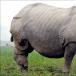 Indian rhino loses fight for life [Graphic photo]