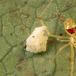 Rare Bizarre "Happy Face" Spider. Looks Like It's Smiling