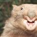 Secret sex life of wombats [w/ terrifying pic]