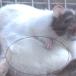 Woman Conducts Own Aspertame Study With Pet Rats (+PICS)