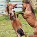 The sheer horror of horse-fighting [w/pics]
