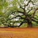 The Great Angel Oak [Pic]