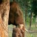 Cameras On Elephants' Trunks Show Jungle Secrets [PICS]