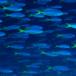 Gorgeous Pics of Schools of Fish. Barracudas, Eel, Butterfly