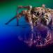 This is one scary spider