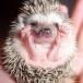 Forget Hamsters: Pygmy Hedgehogs Are Cuter! [PICS]