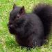 Mutant Black Squirrels Infest England (+PICS)