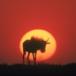 Brilliant Pics of African Wildlife. Elephants, Leopards, Etc