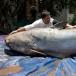 8 Supersize Sea Monsters [PICS]