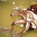 Colossal Squid Revealed: First In-Depth Look [PICS]