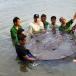 Giant Stingrays Found Near Thai City [PICS] 