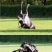 Horse Doing a Perfect somersault [pics]
