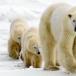 Disgustingly adorable Polar Bear photos!