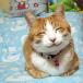The Happiest Cat EVER! [PIC]