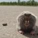 Greater Mole Rat (WTF pics)