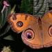 Beautiful Close-Ups of Butterflies. [PICS]