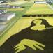 How the Japanese do crop circles (PICS)
