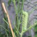 Green Hornworms Destroy Tomato Plants. Chomp! Chomp! (Pics)